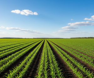 Obraz pokazujący działkę rolną